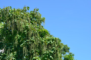 Common catalpa