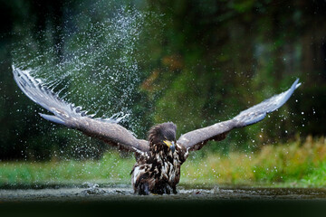White-tailed Eagle, Haliaeetus albicilla, flying above the water, bird of prey with forest in...