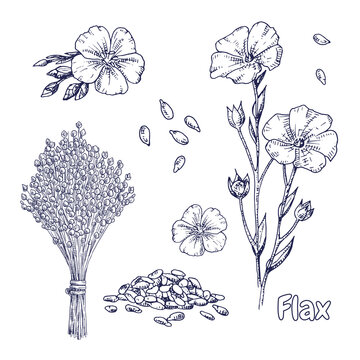 Hand drawn flax plant, flowers, seeds and  dry flax seed in sheaves. Vector illustration in retro style isolated on white background.