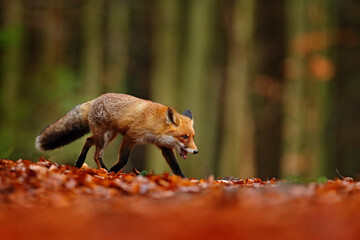 Red fox running on orange autumn leaves. Cute Red Fox, Vulpes vulpes in fall forest. Beautiful animal in the nature habitat. Wildlife scene from the wild nature, Germany Europe. Cute animal in habitat