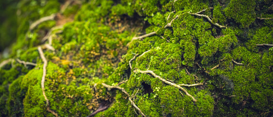 Beautiful Bright Green moss grown up cover the rough stones and on the floor in the forest. Show...