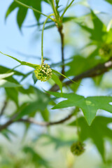 American sweetgum