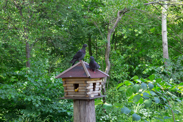 A wooden house-feeder, standing on the trunk of a tree in the Park, on the roof sit two pigeons...