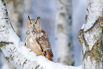 Winter scene with Big Eastern Siberian Eagle Owl, Bubo bubo sibiricus, sitting in the birch tree with snow in the forest. - obrazy, fototapety, plakaty
