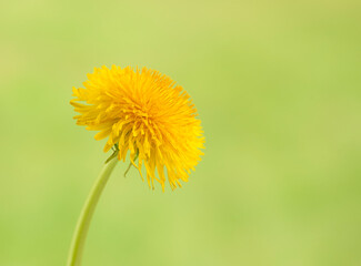 Dandelion flower Macro.
A dandelion flower on green blurred background
