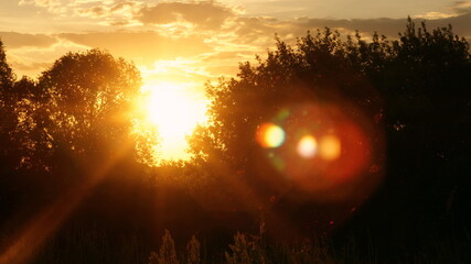 the setting sun shines among  the trees
