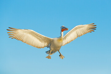 White pelican, Pelecanus onocrotalus, landing in Lake Kerkini, Greece. Pelican with open wings. Wildlife scene from European nature. Bird in the water.