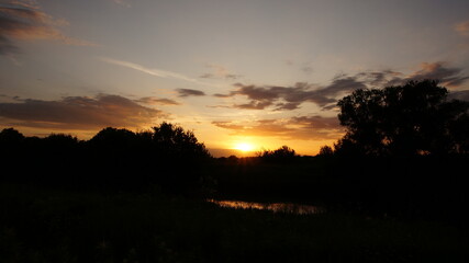 Fototapeta premium silhouettes of plants on the beach in the sunset