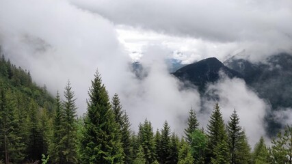 Nebelige Waldlandschaft in den Bergen