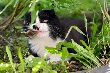 Katze auf Mäusejagd