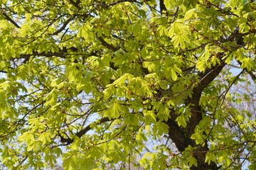 Common horse chestnut