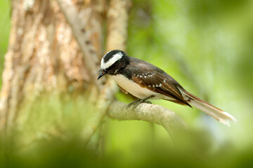 White-browed fantail, Rhipidura aureola, small passerine bird belonging to the family Rhipiduridaee from Sri Lanka, Asia. Bird walk in the forest nature habitat, Yala NP, Sri Lanka. 