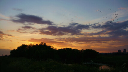 purple sunset in the evening in the field