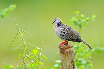 Spotted dove, Spilopelia chinensis, small and somewhat long-tailed pigeon from Sri Lanka, Asia....
