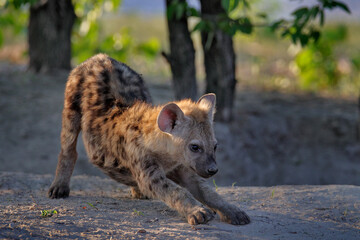 Hyena evening sunset light. Hyena, detail portrait. Spotted hyena, Crocuta crocuta, angry animal near the water hole, beautiful evening sunset and cub. Animal pup nature, Okavango delta, Botswana