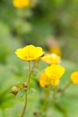 Obraz premium ミヤマダイコンソウ