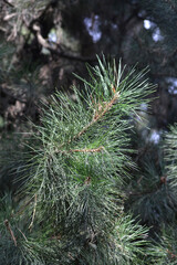 Chinese red pine