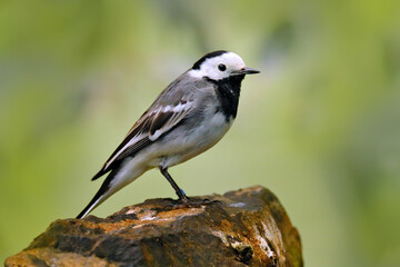 White Wagtail, Motacilla alba, on the tree branch. Bird with food for young birds. Spring, nesting time. Wildlife behavior scene in nature habitat, Czech Republic.