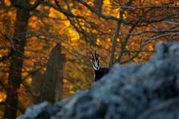 Autumn forest with Chamois on the hill, orange trees in background, Studenec hill, Czech Republic. Wildlife scene with animal.