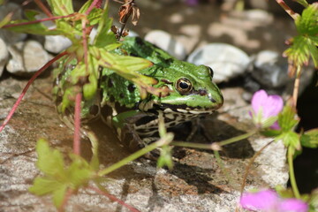 Teichfrosch