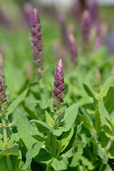 Balcan clary Ostfriesland