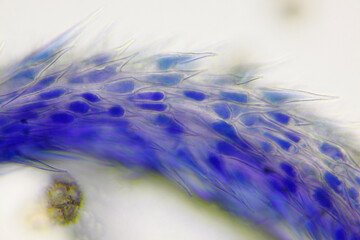 Microscopic view of a Common chicory (Cichorium intybus) flower stigma detail. Brightfield...
