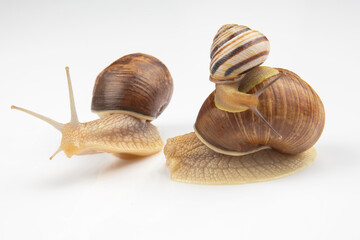 Helix pomatia. grape snail on a white background. mollusc and invertebrate. gourmet protein meat food. communication of the individual in society