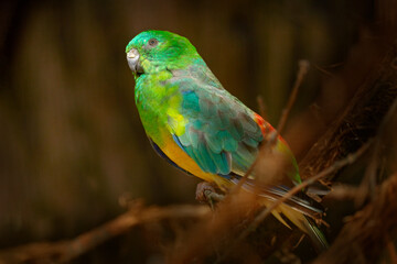 Red-rumped grass parrot, Psephotus haematonotus, bird of south-eastern Australia. Green yellow parrot sitting on the branch in the nature habitat.