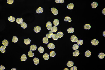 Microscopic view of Scots pine (Pinus sylvestris) pollen grains. Darkfield illumination.