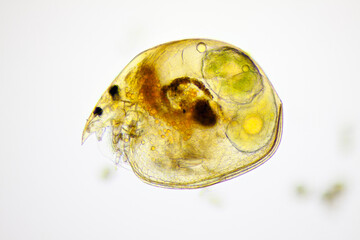 Microscopic view of a water flea (Alona quadrangularis) with visible eggs. Brightfield illumination.