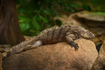 Cuban rock iguana, Cyclura nubila, lizard on the stone in the nature habitat. Reptile on the rock, Cuba, Cetral America. Wildlife scene from nature.