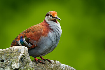 Brush bronzewing, Phaps elegansbird from Australia. Pigeon sitting the tree branch in the dark forest. Beautiful dove in the nature. Bronzewing with green background.