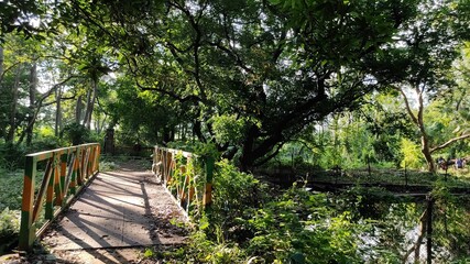 wooden bridge in the forest