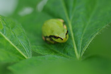 葉の上のアマガエル