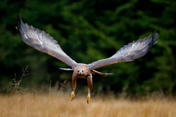 Gordijnen Golden eagle flying above the blooming meadow. Big bird of prey with open wings. © ondrejprosicky
