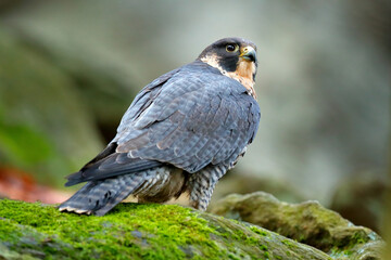 Peregrine Falcon sitting on the rock. Rare bird in nature habitat. Falcon in the Czech mountain Ceske Svycarsko National Park. Bird of prey sitting on rocky ledge.