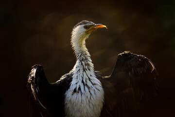 Little Pied Cormorant, Microcarbo melanoleucos, water bird from Australia. Detail portrait of cormorant with back sun light during evening. Wildlife scene from nature.