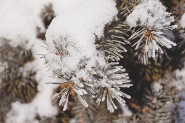 Pine tree covered with snow. Toning Winter landscape