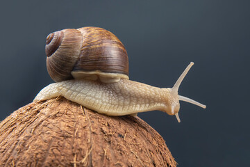 Helix pomatia. grape snail on a coconut on a dark background. mollusc and invertebrate. gourmet protein meat food.