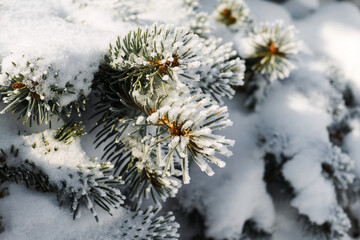 Pine tree covered with snow. Toning Winter landscape