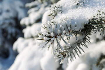 Pine tree covered with snow. Toning Winter landscape