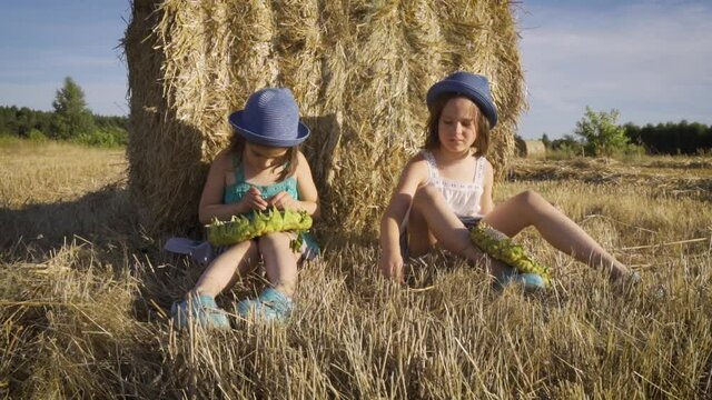 two charming girls are eating sunflower seeds on mown rye in the field