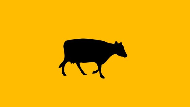 Silhouette of the walking caw, animation on the yellow background