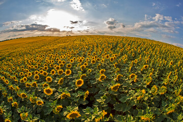 large field of blooming sunflowers against the backdrop of a sunny cloudy sky. Agronomy, agriculture