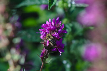 Fototapeta premium the bee works on a bright inflorescence