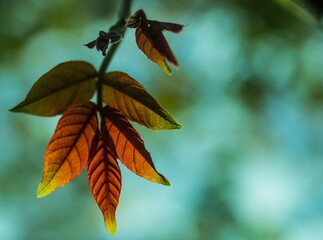 autumn leaf against a blue sky
