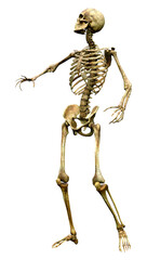 3D Rendering Human Skeleton on White