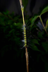 caterpillar fur with black and green stripes and white fur