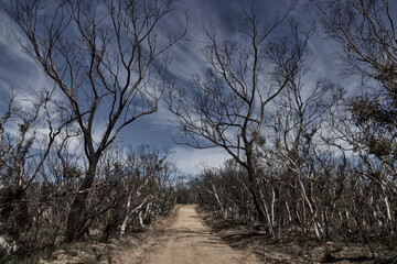 Scenes from Hat Hill Rd, at Blackheath, The Blue Mountains, after the bushfires of Jan 2020, and in a state of recovery.