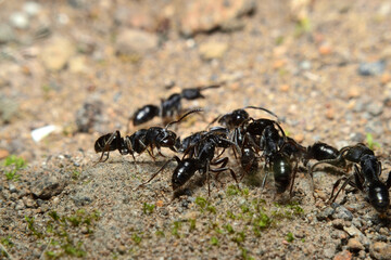 Black garden ant activity. Also known as the common black ant. These insects usually live in colonies. 